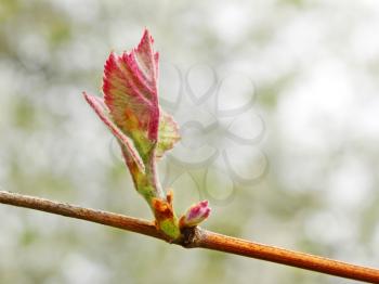 First young grape leaf on the vine sprouting in springtime, close up