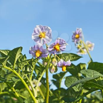 Potato flowers on the field in early summer on the background of blue sky, close-up