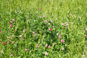 Clover flowering on the meadow among the motley grasses in a sunny summer day