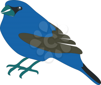 Blue bird in color 01
