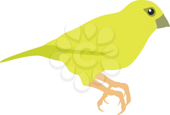 Canary bird in color 01