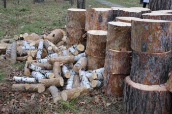 Pile of cut firewood in forest on grass 1306