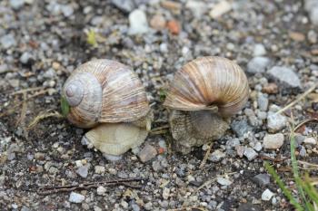 Two Snails on the ground close up 7827