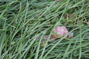 Snail in green garden grass 7841