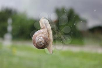 Snail on window surface with green garden grass view 7846