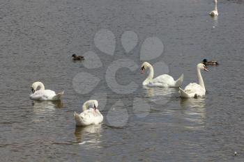 Duck and white swans flock on pond 8433