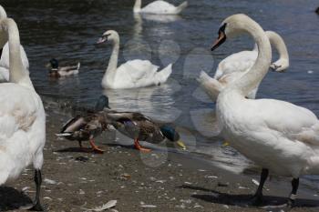 Ducks, Mallards and swans flock on pond 8436