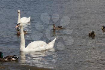 Ducks, Mallards and swans flock on pond 8442