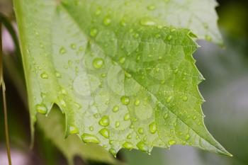 Vine leafes with rain drops 4177