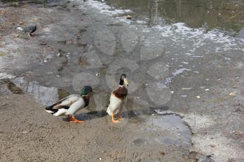 Mallard ducks swimming on pond water 19555