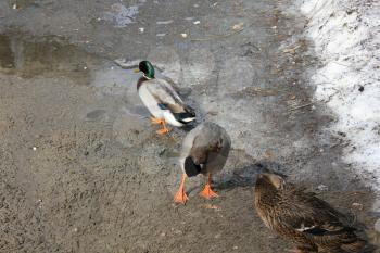 Mallard ducks swimming on pond water 19556