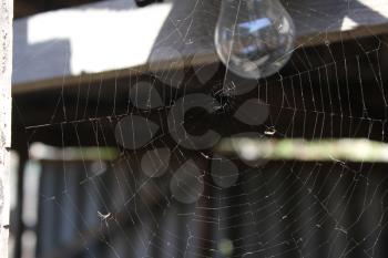 Spider web on the background light bulb 19676