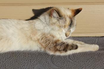 Siamese cat basking in the sun 19628