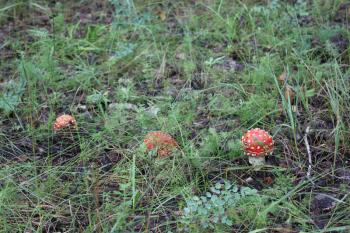 A few amanita mushrooms in a forest glade 20046