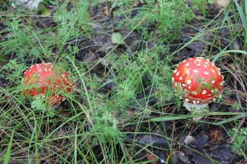 A few amanita mushrooms in a forest glade 20048