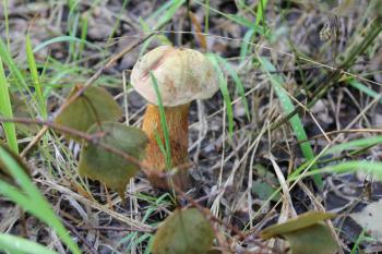One small boletus satanas in a summer forest 20104