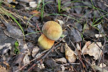 One small boletus satanas in a summer forest 20105