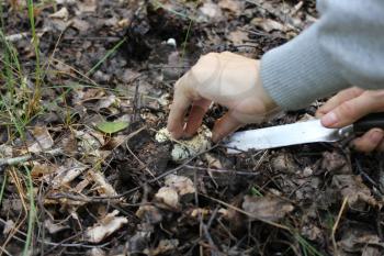 Cutting agaric mushrooms in the summer forest 20114