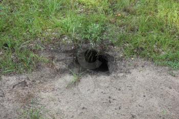 Badger sett in the ground in summer forest 20163
