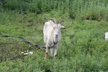 Tethered goat grazing in the summer meadow 20180