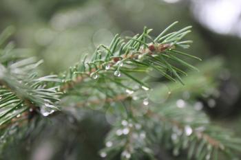 Drops of dew on the pine needles 20198