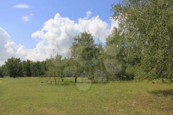 Beautiful summer landscape with field near the forest 20289