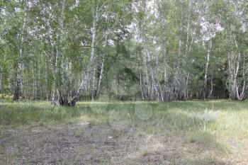 Green birch forest in sunny day 20308