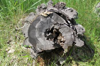 Birch tree stump in the summer forest 20319