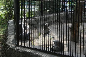 Cute lemur family in zoo 18682