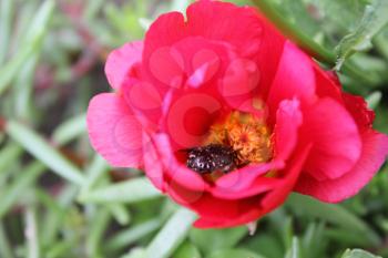 Beetle in red flower portulaca in garden 8131