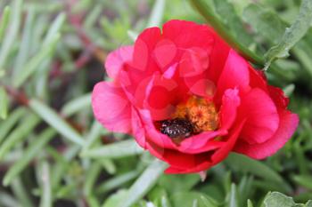 Beetle in red flower portulaca in garden 8132