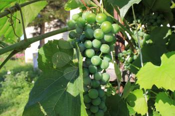 Grapes with green leaves on the vine 8378