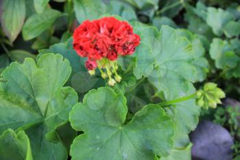 Red bicolor geraniums in the garden 8390