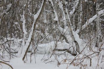 Winter landscape in the white birches forest 30017