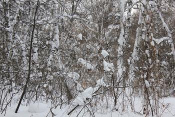 Winter landscape in the white birches forest 30019