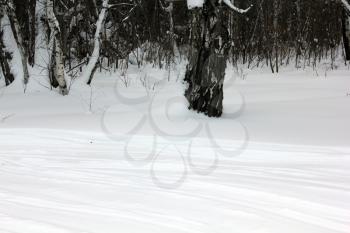 Russian winter. Ski Track in a birch forest 30007