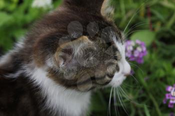 Cat with flowers in the garden 20527