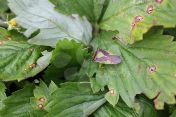 Green bedbug on a green leaf with natural background 20491