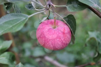 Red ripe apple on a branch 20511