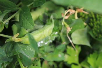 Ripe green peas at the summer garden 20560
