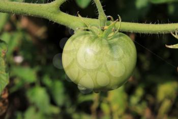 Green tomatoes growing on branches in the garden 20567