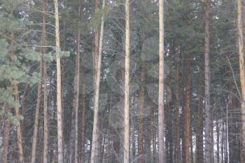 Snow backgound in pine tree winter forest 30429