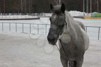 Gray horse in a winter park 30463