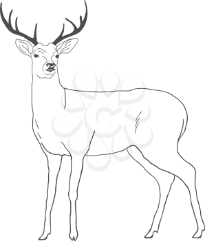 Hand drawn deer isolated on white background. Vector illustration