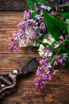 fragrant bush may lilac on background of scissors on wooden table