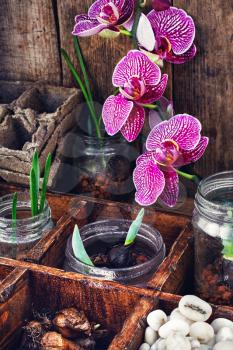 bulbs and plant shoots in a stylish wooden box and blooming Orchid