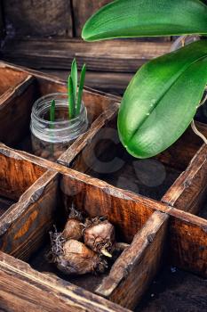 Sprouts germinated plants in spring in a stylish wooden box