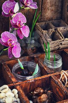 Sprouts of flowers in glass jars in wooden box on the background of blossoming orchids