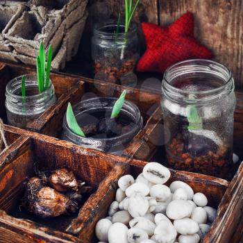 Bulbs and plant shoots and spring flowers in wooden box.View from the top.