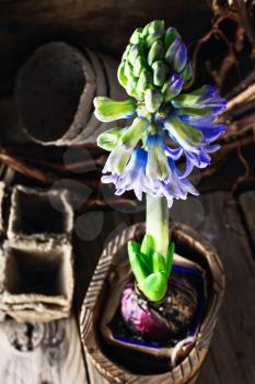 Blossoming flower hyacinth in stylish wooden tub in a village style.Selective focus